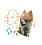りょうたま＆みみたまのすたんぷ（個別スタンプ：31）