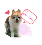 りょうたま＆みみたまのすたんぷ（個別スタンプ：34）