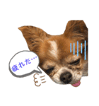 りょうたま＆みみたまのすたんぷ（個別スタンプ：35）