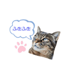 りょうたま＆みみたまのすたんぷ（個別スタンプ：37）