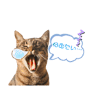 りょうたま＆みみたまのすたんぷ（個別スタンプ：38）