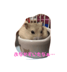 ハムちゃん‘S2（個別スタンプ：1）