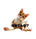 もずぽんすたんぷ3（個別スタンプ：1）