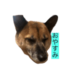 小梅のほのぼの日常no3（個別スタンプ：1）