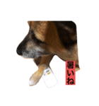 小梅のほのぼの日常no3（個別スタンプ：2）