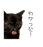 さよンプ（個別スタンプ：3）