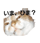 にゃーたとちび（個別スタンプ：1）