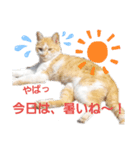 にゃーたとちび（個別スタンプ：3）