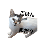 にゃーたとちび（個別スタンプ：6）