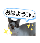 にゃーたとちび（個別スタンプ：7）