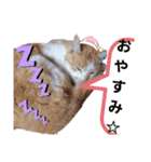 にゃーたとちび（個別スタンプ：8）