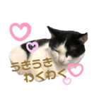 ゴロくんスタンプ2（個別スタンプ：5）
