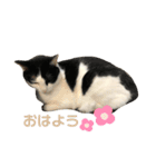 ゴロくんスタンプ2（個別スタンプ：11）