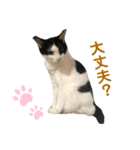 ゴロくんスタンプ2（個別スタンプ：13）