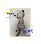 七味マヨネーズ（個別スタンプ：3）
