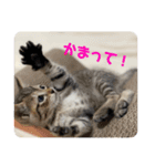 七味マヨネーズ（個別スタンプ：6）