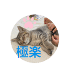 七味マヨネーズ（個別スタンプ：7）