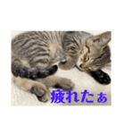 七味マヨネーズ（個別スタンプ：9）