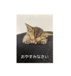 七味マヨネーズ（個別スタンプ：12）