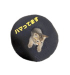 七味マヨネーズ（個別スタンプ：13）