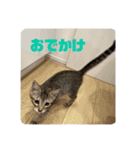 七味マヨネーズ（個別スタンプ：16）