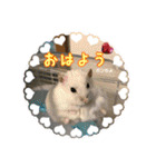 ゆっきーポンちょ（個別スタンプ：1）