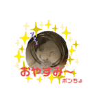 ゆっきーポンちょ（個別スタンプ：14）