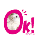 ゆっきーポンちょ（個別スタンプ：39）