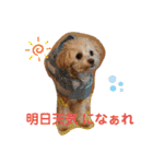 きなちゃんスタンプ4（個別スタンプ：9）