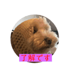 きなちゃんスタンプ4（個別スタンプ：12）