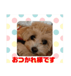 きなちゃんスタンプ4（個別スタンプ：16）