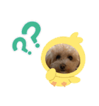 きなちゃんスタンプ4（個別スタンプ：25）