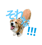 日常 2020.07.28（個別スタンプ：2）