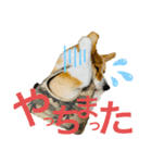 日常 2020.07.28（個別スタンプ：5）