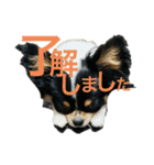 日常 2020.07.28（個別スタンプ：8）