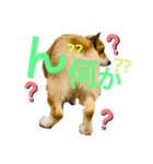 日常 2020.07.28（個別スタンプ：10）