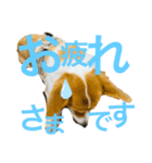 日常 2020.07.28（個別スタンプ：12）