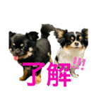 日常 2020.07.28（個別スタンプ：13）