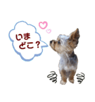 ヨーキー LUCASくん 3.（個別スタンプ：5）
