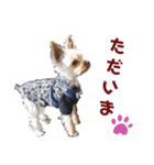 ヨーキー LUCASくん 3.（個別スタンプ：7）