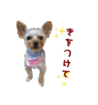 ヨーキー LUCASくん 3.（個別スタンプ：9）