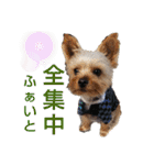 ヨーキー LUCASくん 3.（個別スタンプ：11）