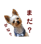 ヨーキー LUCASくん 3.（個別スタンプ：12）