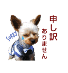 ヨーキー LUCASくん 3.（個別スタンプ：17）