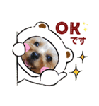 ヨーキー LUCASくん 3.（個別スタンプ：21）