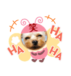 ヨーキー LUCASくん 3.（個別スタンプ：24）