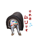 ヨーキー LUCASくん 3.（個別スタンプ：29）