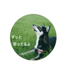 豆柴コロのスタンプ2（個別スタンプ：1）
