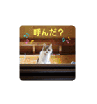 可愛い猫ちゃん達のスタンプ（個別スタンプ：1）
