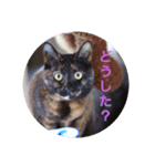可愛い猫ちゃん達のスタンプ（個別スタンプ：2）